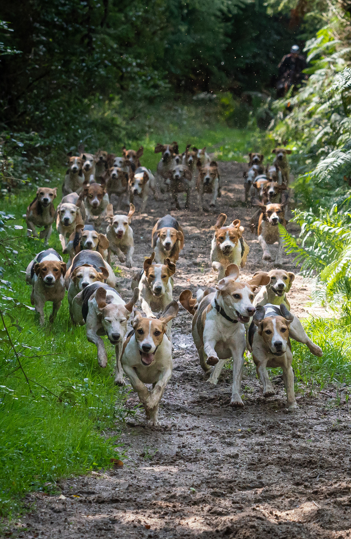 Schleppjagdverein Beagle Meute Münsterland e.V. Der Verein